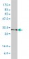 PSMA1 Antibody (monoclonal) (M01)