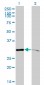 PSMA1 Antibody (monoclonal) (M01)