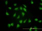 PSMA4 Antibody (monoclonal) (M01)