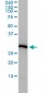 PSMA4 Antibody (monoclonal) (M01)