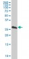 PSMB10 Antibody (monoclonal) (M01)