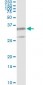 PSMB8 Antibody (monoclonal) (M01)