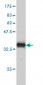 PSMB8 Antibody (monoclonal) (M01)