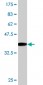PSMC3 Antibody (monoclonal) (M01)