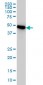 PSMC3 Antibody (monoclonal) (M01)