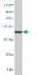 PSMC6 Antibody (monoclonal) (M02)