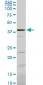 PSMC6 Antibody (monoclonal) (M02)