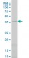 PSMC6 Antibody (monoclonal) (M02)