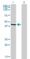 PSMC6 Antibody (monoclonal) (M02)