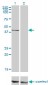 PSMC6 Antibody (monoclonal) (M02)