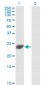 PSMD10 Antibody (monoclonal) (M01)