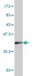 PSMD6 Antibody (monoclonal) (M01)