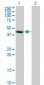 PSMD6 Antibody (monoclonal) (M01)