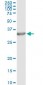 PSME2 Antibody (monoclonal) (M02)