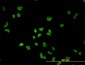 PTBP1 Antibody (monoclonal) (M01)