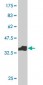PTBP1 Antibody (monoclonal) (M01)