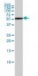 PTBP1 Antibody (monoclonal) (M01)