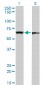 PTBP1 Antibody (monoclonal) (M01)
