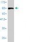 PTBP2 Antibody (monoclonal) (M01)