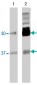 PTBP2 Antibody (monoclonal) (M01)