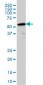 PTBP2 Antibody (monoclonal) (M01)