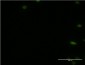 PTBP2 Antibody (monoclonal) (M09)