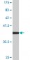 PTBP2 Antibody (monoclonal) (M09)