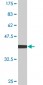 PTBP2 Antibody (monoclonal) (M09)