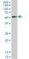 PTBP2 Antibody (monoclonal) (M09)