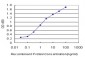 PTF1A Antibody (monoclonal) (M05)