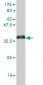 PTF1A Antibody (monoclonal) (M05)