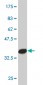 PTF1A Antibody (monoclonal) (M09)