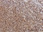 PTGIR Antibody (monoclonal) (M01)
