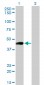 PTGIR Antibody (monoclonal) (M01)