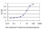 PTK7 Antibody (monoclonal) (M02)