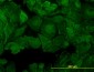 PTK7 Antibody (monoclonal) (M02)