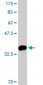 PTK7 Antibody (monoclonal) (M06)