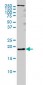 PTN Antibody (monoclonal) (M01)