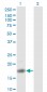 PTN Antibody (monoclonal) (M01)