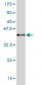 PTN Antibody (monoclonal) (M02)