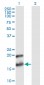 PTN Antibody (monoclonal) (M02)