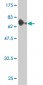 PTPNS1 Antibody (monoclonal) (M01)