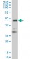 PTPNS1 Antibody (monoclonal) (M01)