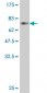 PTPNS1 Antibody (monoclonal) (M10)