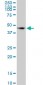 PTPNS1 Antibody (monoclonal) (M10)