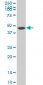 PTPNS1 Antibody (monoclonal) (M10)