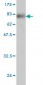 PWP1 Antibody (monoclonal) (M01)