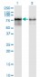 PWP1 Antibody (monoclonal) (M01)