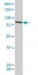 QARS Antibody (monoclonal) (M01)