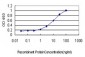 QARS Antibody (monoclonal) (M01)